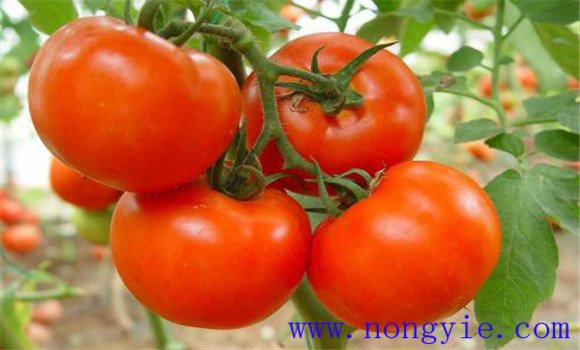 大棚番茄品種應適應力強、不徒長