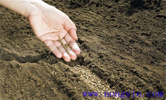 做好種子、土壤、空氣消毒