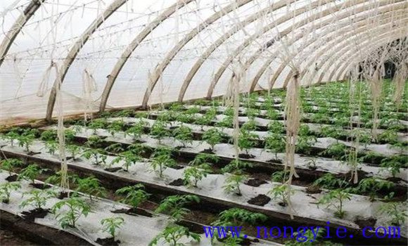 如何掌握大棚番茄種植高產(chǎn)技術