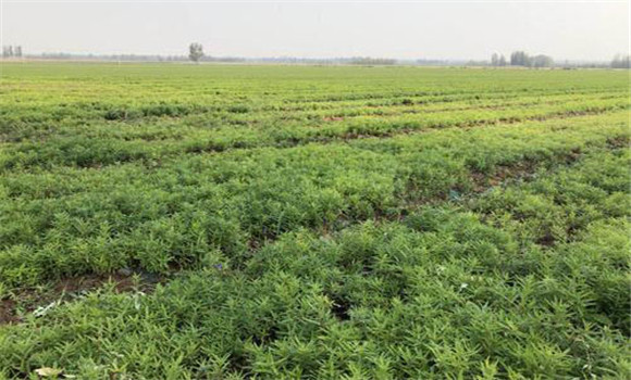 黃芩播種技術(shù)要點(diǎn)