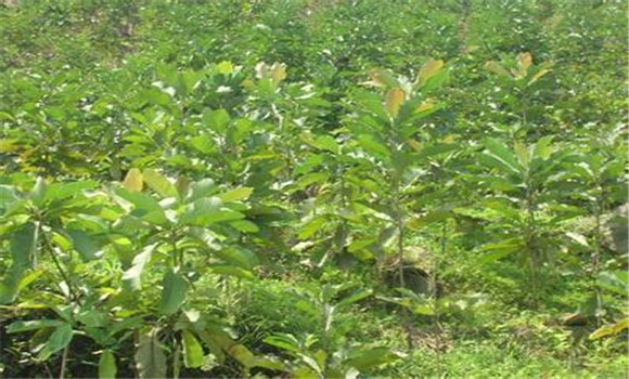 杜仲種植技術(shù)要點與具體種植步驟