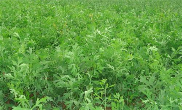 防風種植技術(shù)與步驟