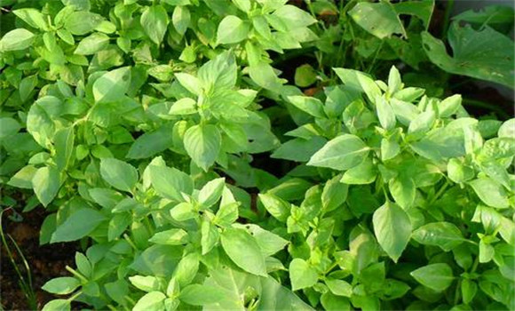 荊芥栽培管理技術要點