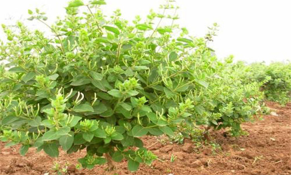 金銀花栽植技術(shù)