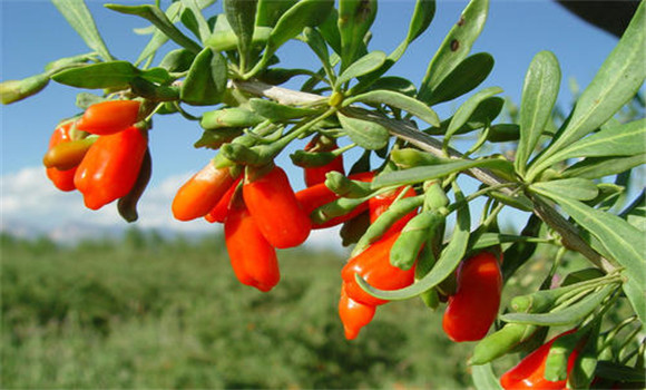 枸杞生長習(xí)性