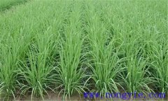 水稻田間管理技術(shù)措施有哪些？