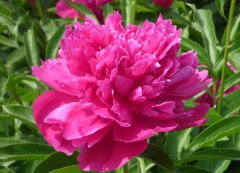 芍藥花的花語(yǔ)是什么？