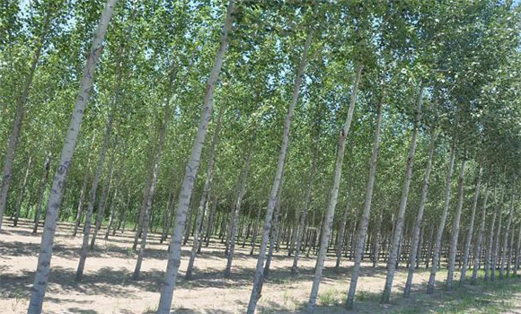 楊樹黑斑病怎么治、用什么藥治