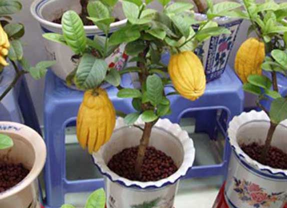 花卉的養(yǎng)殖方法