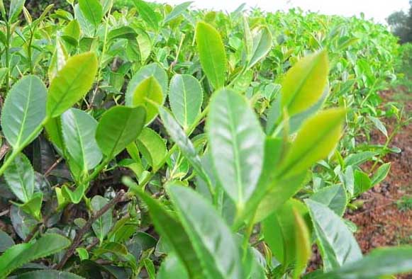 提高茶苗移栽成活率的辦法 經(jīng)濟(jì)作物育苗技術(shù)