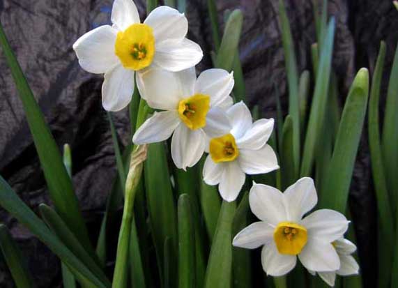 水仙花有毒嗎？