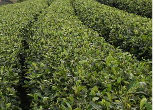 苦丁茶高產(chǎn)栽培技術(shù) 經(jīng)濟(jì)作物種植技術(shù)