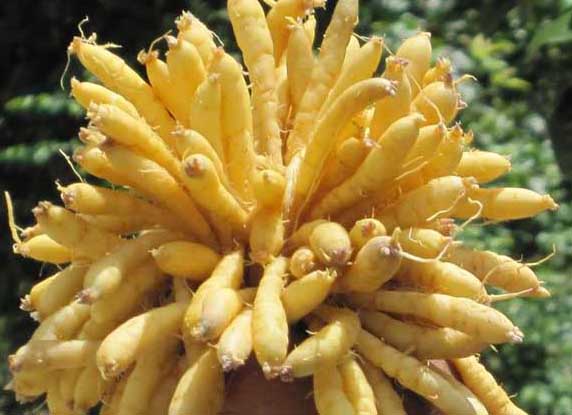 太子參種植技術