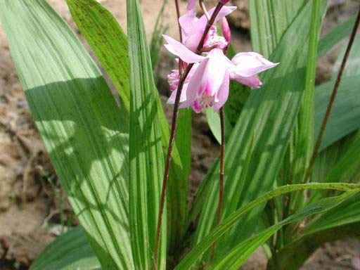 射干高產(chǎn)種植管理技術(shù) 中藥材栽培技術(shù)