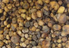 元胡種植中有哪些病蟲害 如何防治？