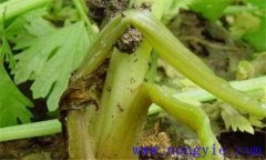 芹菜易發(fā)生哪些生理病害，如何防治