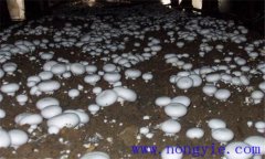 雙孢菇的品種類型簡(jiǎn)介