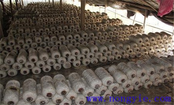 食用菌原種的滅菌、接種與培養(yǎng)方法