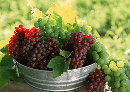 一些常見對(duì)果樹禁用或慎用的農(nóng)藥 農(nóng)藥知識(shí)