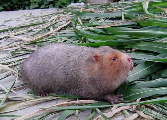 竹鼠養(yǎng)殖需要辦理那些證件 竹鼠飼養(yǎng)方法