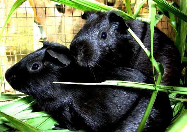 黑豚養(yǎng)殖冬季的飼養(yǎng)管理方案 黑豚管理技術(shù)