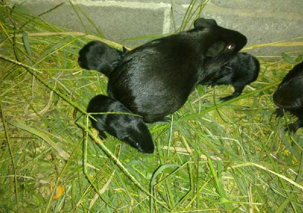 黑豚養(yǎng)殖管理中溫度和濕度的控制 黑豚管理技術(shù)