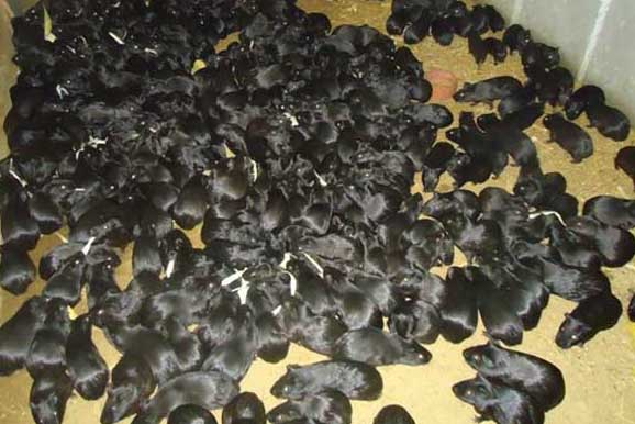 黑豚養(yǎng)殖的經(jīng)濟(jì)價值 黑豚養(yǎng)殖