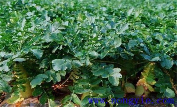 蘿卜生長(zhǎng)的三個(gè)階段