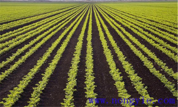 胡蘿卜的播種方法