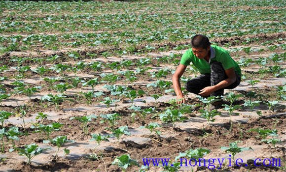 大棚西蘭花種植技術要點
