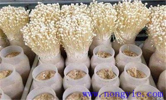 加速金針菇轉(zhuǎn)潮時間的七個關(guān)鍵