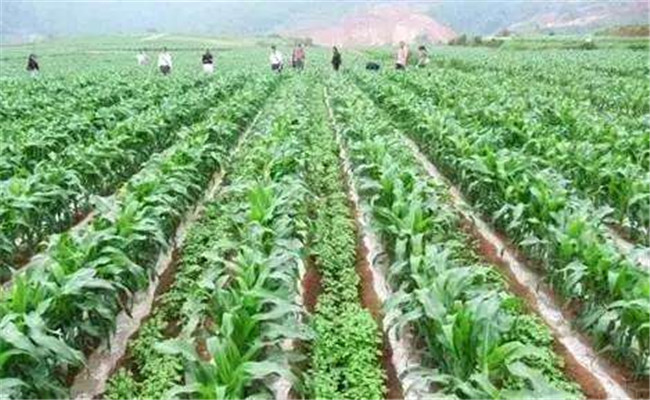 什么是輪作、間作與套種