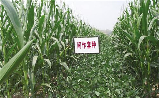 農(nóng)作物輪作、套種和間作的區(qū)別