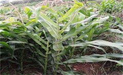 玉米空桿的原因是什么？怎樣預(yù)防玉米空桿？