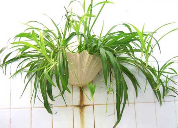 花卉的養(yǎng)殖方法