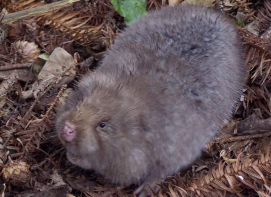 野生竹鼠的馴養(yǎng)技術(shù)要點 竹鼠養(yǎng)殖技術(shù)