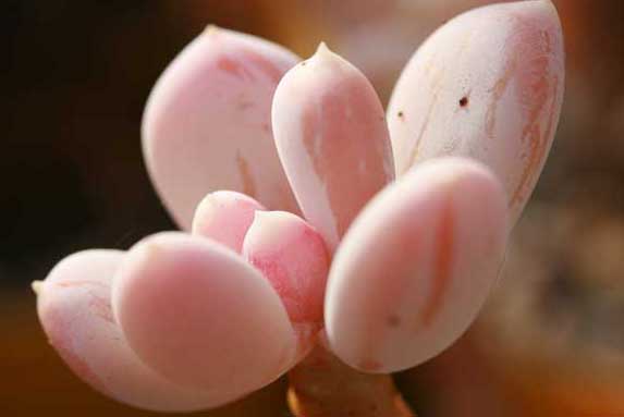 多肉植物-有關(guān)多肉植物的資料 多肉植物圖片