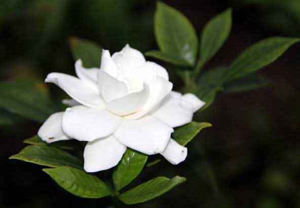 梔子花怎么養(yǎng) 花卉的養(yǎng)殖方法