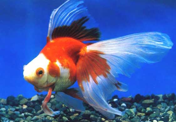 觀賞魚(yú)的種類