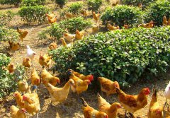 農(nóng)村養(yǎng)殖業(yè)致富項(xiàng)目有哪些？