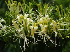 山銀花與金銀花的區(qū)別有哪些？