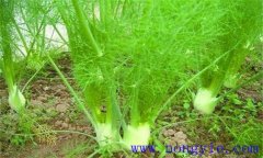 球莖茴香的生長條件有哪些 球莖茴香種植方法