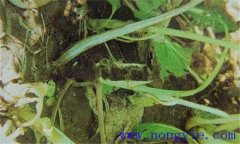 油菜軟腐病危害癥狀、病原 油菜軟腐病如何防治