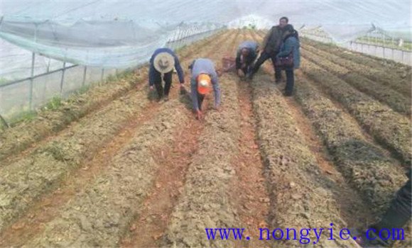 整地、施肥