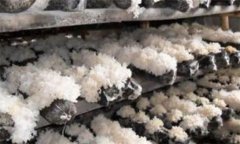 銀耳的蟲害主要有哪些，如何防治