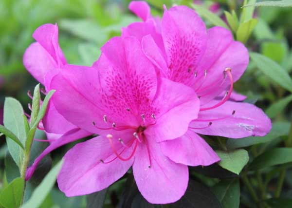 杜鵑花的養(yǎng)殖方法 杜鵑花養(yǎng)殖方法