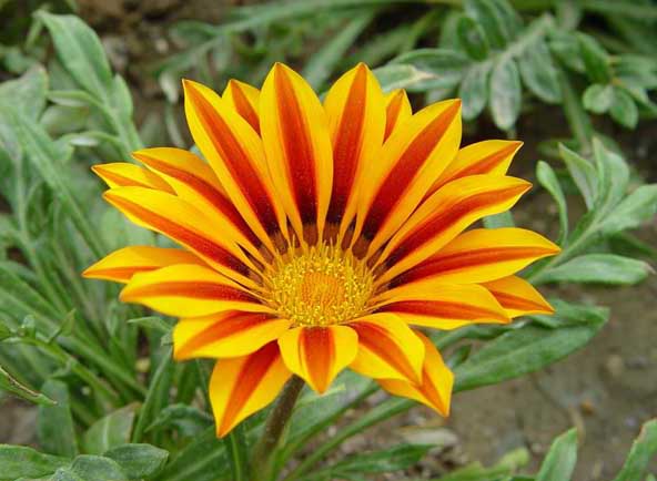 勛章菊的種植方法 花卉養(yǎng)殖方法