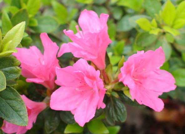 杜鵑花的繁殖方法 杜鵑花的繁殖方法