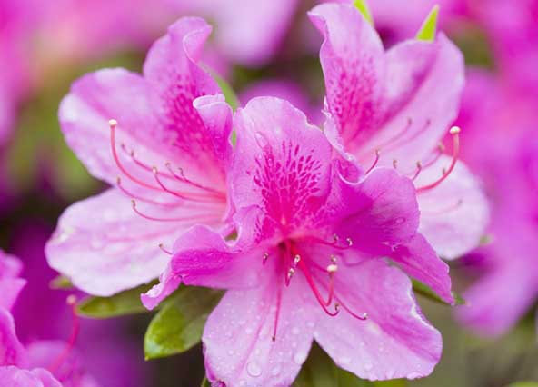 杜鵑花語是什么? 杜鵑花的養(yǎng)殖方法