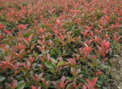 紅葉石楠怎么繁殖？